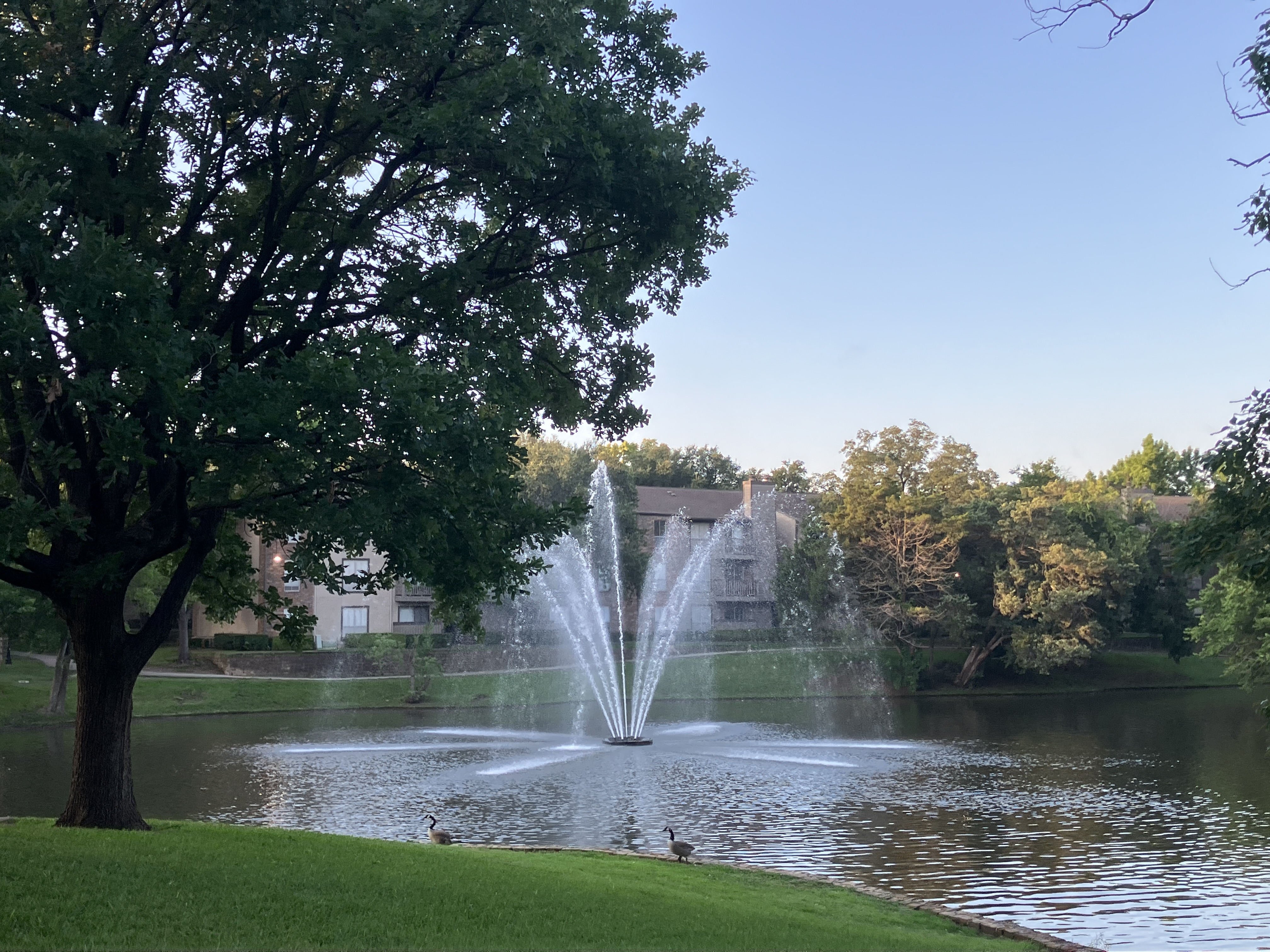 Dawn over the pond