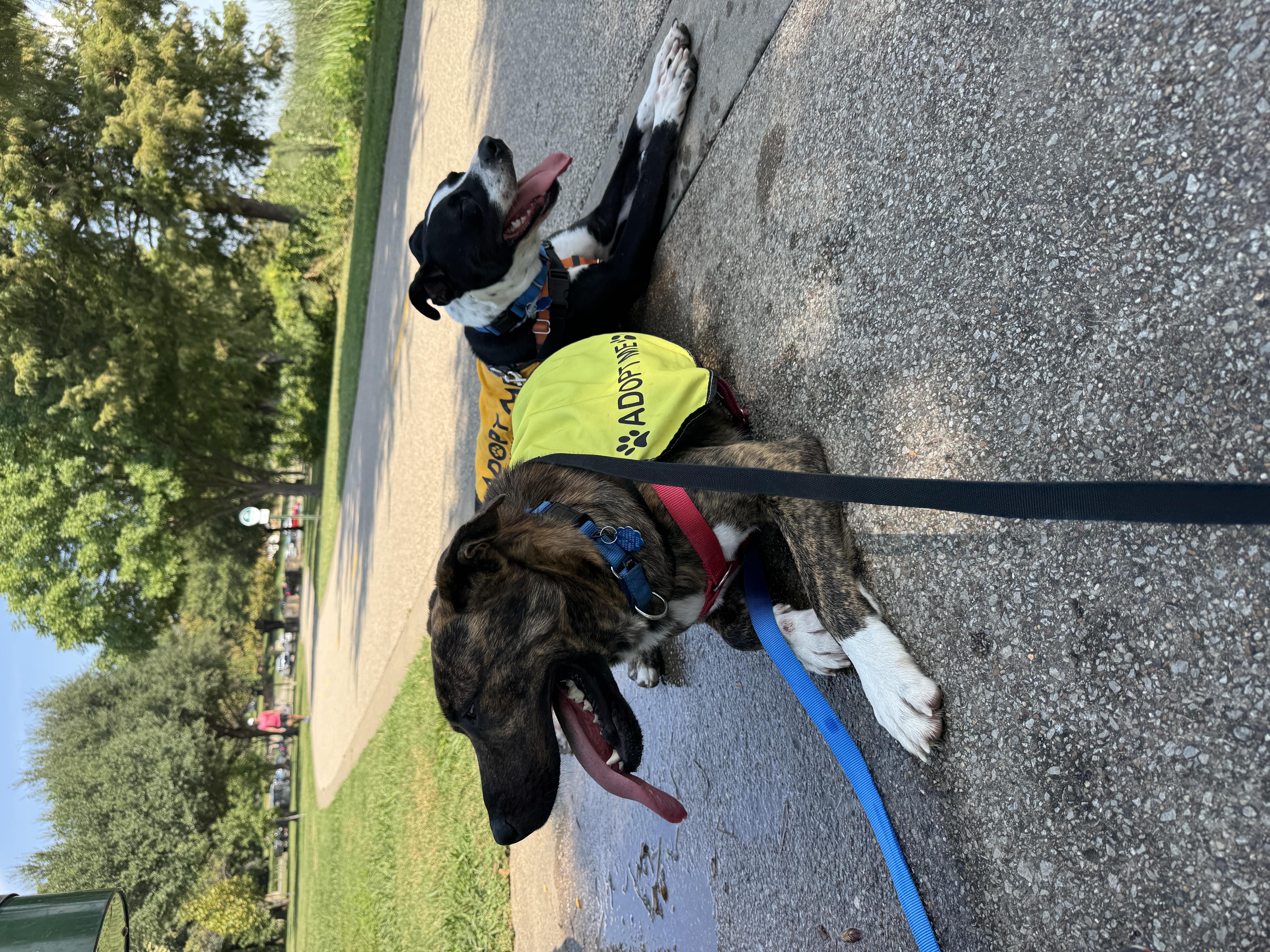Shelter Dog Daycation