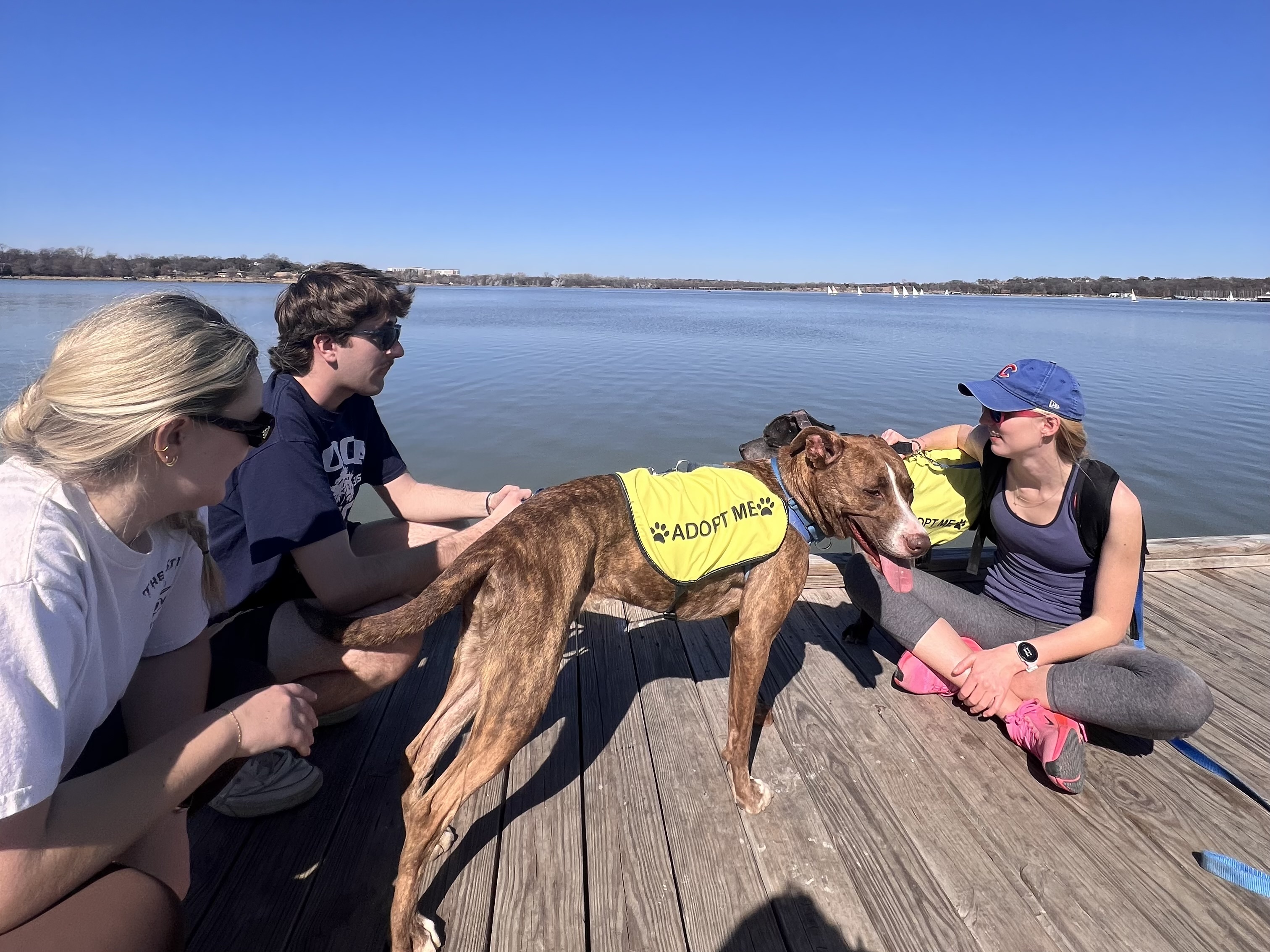 Shelter Dog Daycation