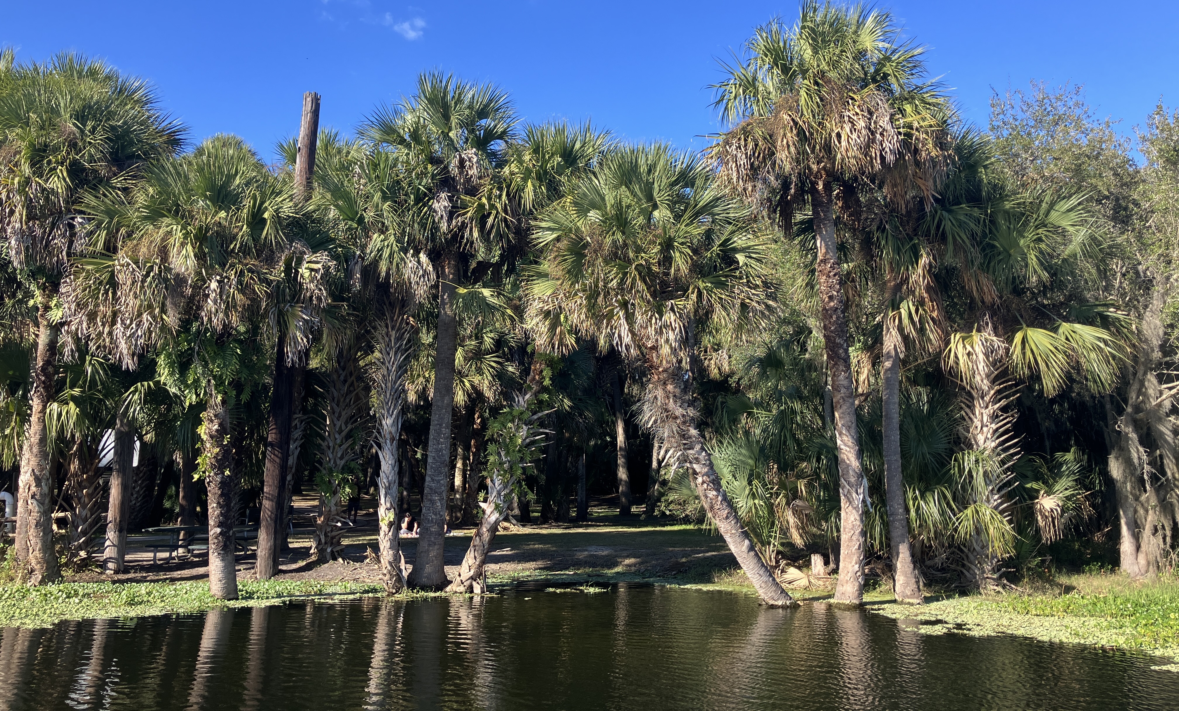 Florida Swamps